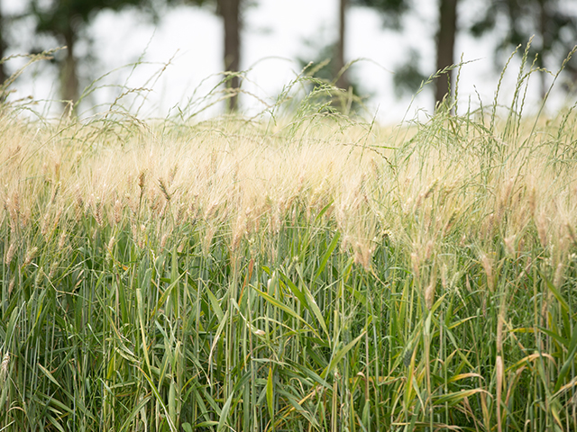 小麦収穫会_1.jpg