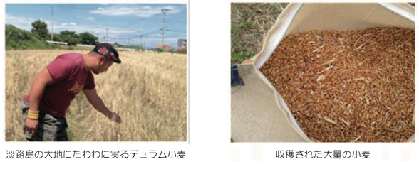 20160611小麦収穫体験会2.jpg